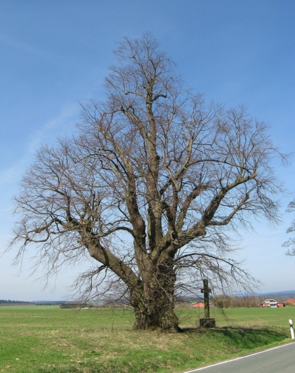 Bild 2 von 1 Linde 